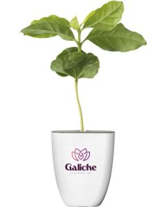 Treemore Briefkastenbäume Kaffeebaum