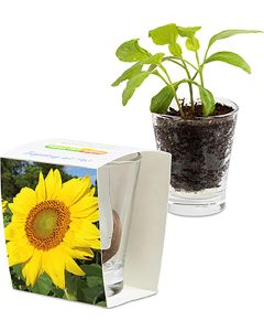 Caffeino-Glas - Samen nach Wahl - inkl. Werbedruck