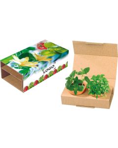 Appetit-Duo - Basilikum und Tomate - inkl. 1-4 c Logo-Digitaldruck